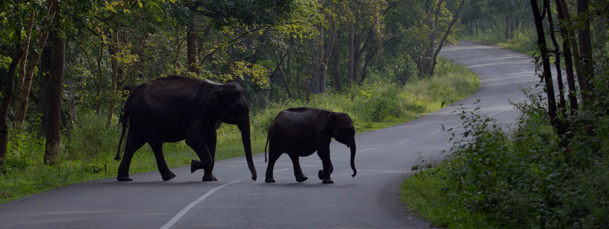 The Western Ghats hills visible from Coimbatore — lush, forested, and close